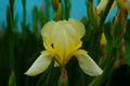 Macro photo nature blooming bud flower iris. Background opened bud of yellow iris