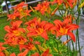 Macro photo nature blooming flower orange Lilium bulbiferum Royalty Free Stock Photo