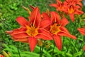 Macro photo nature blooming flower orange Lilium bulbiferum Royalty Free Stock Photo