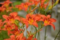 Macro photo nature blooming flower orange Lilium bulbiferum Royalty Free Stock Photo