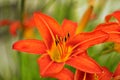 Macro photo nature blooming flower orange Lilium bulbiferum Royalty Free Stock Photo