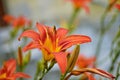Macro photo nature blooming flower orange Lilium bulbiferum Royalty Free Stock Photo