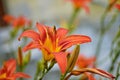 Macro photo nature blooming flower orange Lilium bulbiferum