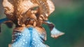 Macro photo of nature blooming flower unusual orange iris. A detail shot for websites and marketing materials. Iris flower growing Royalty Free Stock Photo