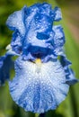 Macro photo of nature blooming flower unusual orange iris. Macro shot. A detail shot for websites and marketing materials. Iris Royalty Free Stock Photo