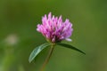 Macro photo nature field blooming red clover flower