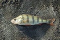 Macro photo of nature fish european perch. Texture background fish perch lies on the ground. Predatory river striped bass with a