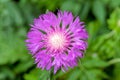 Macro photo of nature flower Centaurea dealbata. Ãâ mage of a plant blooming. Top view, close up. Royalty Free Stock Photo