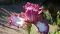 Macro photo of flower iris. Background texture of a blooming flower of purple irises. Image of a purple with white iris