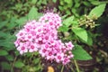 Macro photo of nature flowering bush Spiraea. Background texture of a bush with blooming pink flowers of Spirea. Image plant June