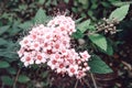 Macro photo of nature flowering bush Spiraea. Background texture of a bush with blooming pink flowers of Spirea. Image plant June