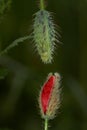 Macro photo nature flowers blooming poppies. Background texture of red poppies flowers. An image of a field of red poppies