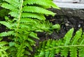 Macro photo of nature plant fern. Background texture blooming forest fern. Image of green fern Royalty Free Stock Photo