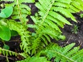 Macro photo of nature plant fern. Background texture blooming forest fern. Image of green fern Royalty Free Stock Photo