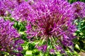 Macro photo nature purple allium flower. Background texture of round fluffy blooming lilac color allium Royalty Free Stock Photo