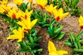 Macro photo of nature red with yellow flowers tulips. Background blooming flowers tulips with open buds Royalty Free Stock Photo