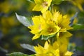 Macro photo nature yellow Lysimachia vulgaris flower. Texture background plain golden yellow loosestrife flower. Image plant