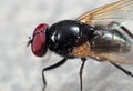 Macro Photo of Noon Fly on The Floor