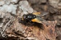 Noon fly, Mesembrina meridiana on oak bark