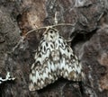 Macro photo of a nun moth, Lymantria monacha resting on pine bark