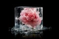 Macro Photo One Peony In An Ice Cube. Generative AI Royalty Free Stock Photo