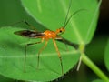 Macro Photo of Orange Assassin Bug on Green Leaf Royalty Free Stock Photo