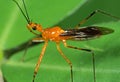 Macro Photo of Orange Assassin Bug on Green Leaf Royalty Free Stock Photo