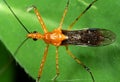 Macro Photo of Orange Assassin Bug on Green Leaf Royalty Free Stock Photo