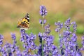 Macro Photo of Orange and Black butterfly called VANESSA CARDUI Royalty Free Stock Photo