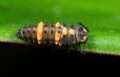 Macro Photo of Orange Caterpillar on Green Leaf Isolated on Black Background Royalty Free Stock Photo