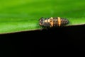 Macro Photo of Orange Caterpillar on Green Leaf Isolated on Black Background Royalty Free Stock Photo