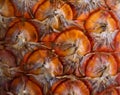 Macro photo of orange exotic fruit pineapple with textured skin. Royalty Free Stock Photo