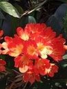 Closeup of Beautiful Orange Clivia Cluster of Flowers with Yellow Center in Bloom Royalty Free Stock Photo