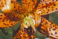 Macro photo of an orange Lily