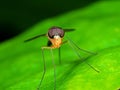 Macro Photo of Orange Robber Fly on Green Leaf Royalty Free Stock Photo