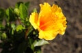 Macro photo orange sunflower inside a garden Royalty Free Stock Photo