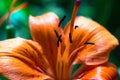 Macro Photo of an Orange Tiger Lily Flower Royalty Free Stock Photo