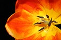 Close up orange and yellow tulip with stamen and pistol