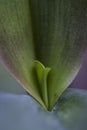 Macro photo of an orchid leaves