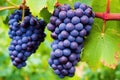 macro photo of organic grape cluster on vine