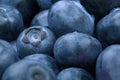 Macro photo of organic and sweet blueberries as a background. Healthful and fresh berries for desserts or smoothies. Royalty Free Stock Photo