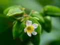 Macro photo oxallis barrelieri Calincing with a natural background. Indonesain call it calincing or blimbing-blimbingan