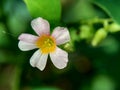 Macro photo oxallis barrelieri Calincing with a natural background. Indonesain call it calincing or blimbing-blimbingan