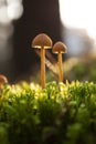 Macro picture of a pair of toadstools Royalty Free Stock Photo