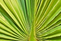 macro photo of a palm leaf, geometric texture background Royalty Free Stock Photo