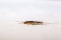 Macro photo of a paper silverfish, Ctenolepisma longicaudatum