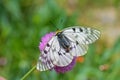 Parnassius mnemosyne , The clouded Apollo butterfly , butterflies of Iran