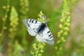 Parnassius mnemosyne , The clouded Apollo butterfly , butterflies of Iran Royalty Free Stock Photo