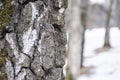 Macro photo of a part of a tree