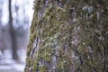 Macro photo of a part of a tree